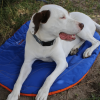 Eclipse Blue Compressible Waterproof Dog Sleeping Mat