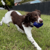 Chewie Squeak Rubber Football