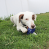 Chewie Squeak Rubber Football