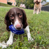 Chewie Squeak Rubber Football