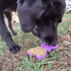 SP Butterfly Chew and Enrichment Toy