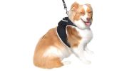 Collar Tag Dog Locator Rechargeable + Realtime Easy Pet GPS App System Size:XXL