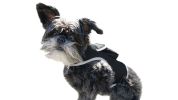 GSM GPS Dog Tracking Tag Portable Realtime Mini Waterproof Pet Tracker Size:XXL