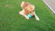 Dog Leakage Toy, Round Jar Bottle Shape Dog Chew Toys, Dogs Puppies Teething Clean Aggressive Chewer, Pets Safe Bite Chew Toys